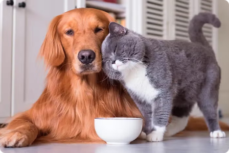 Lo mejor para tus mascotas