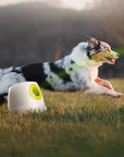 Lanzador automático de pelotas MINI para perros pequeños/medianos – Diversión interactiva y ejercicio sin límites