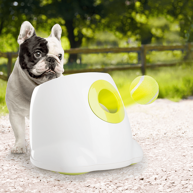 Pelotas de tenis para perro pequeño pack X6 – Rebote, diversión y resistencia