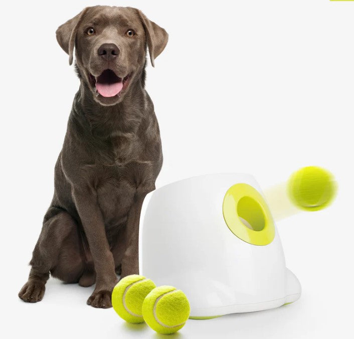 Pelotas de tenis para perro mediana/grande pack X6 – Rebote, diversión y resistencia