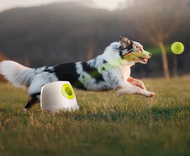 Lanzador automático de pelotas MINI para perros pequeños/medianos – Diversión interactiva y ejercicio sin límites