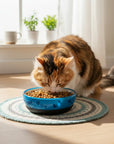 Bowl plato comedero/bebedero para gato AFP